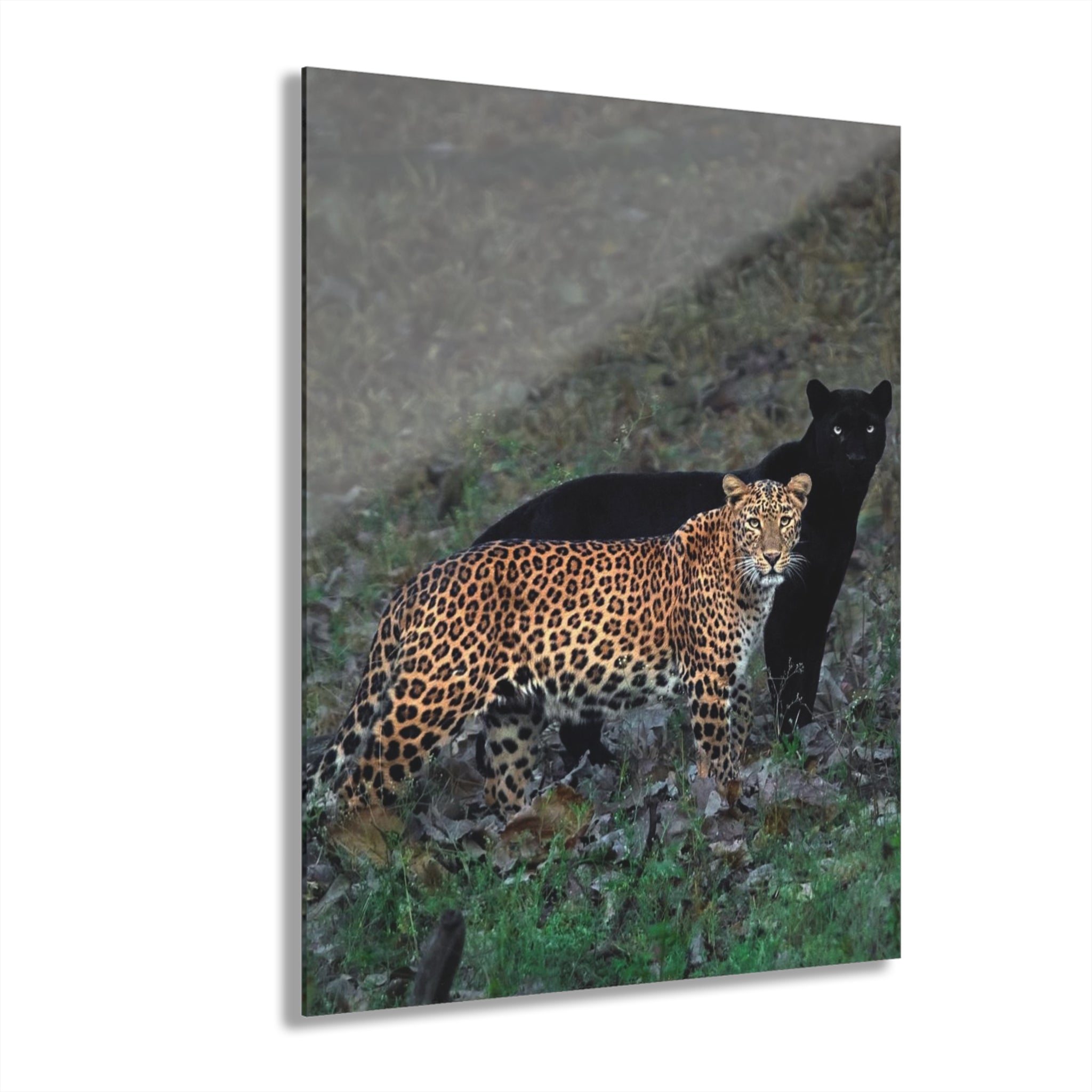 LEOPARD WITH IT BLACK PANTHER 'SHADOW'