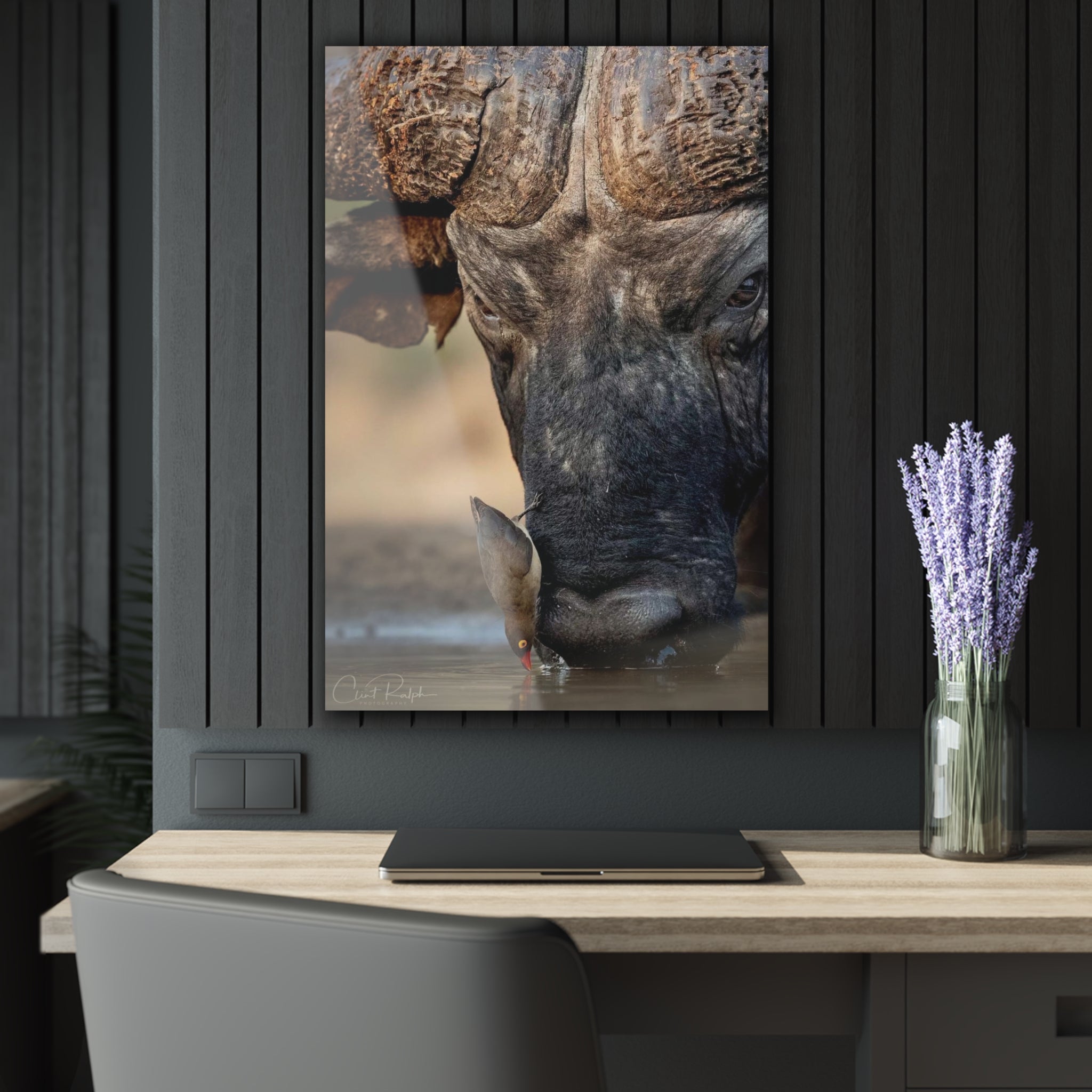THE AFRICAN BUFALLO AND THE RED-BILLED OXPECKER DRINKING TOGETHER