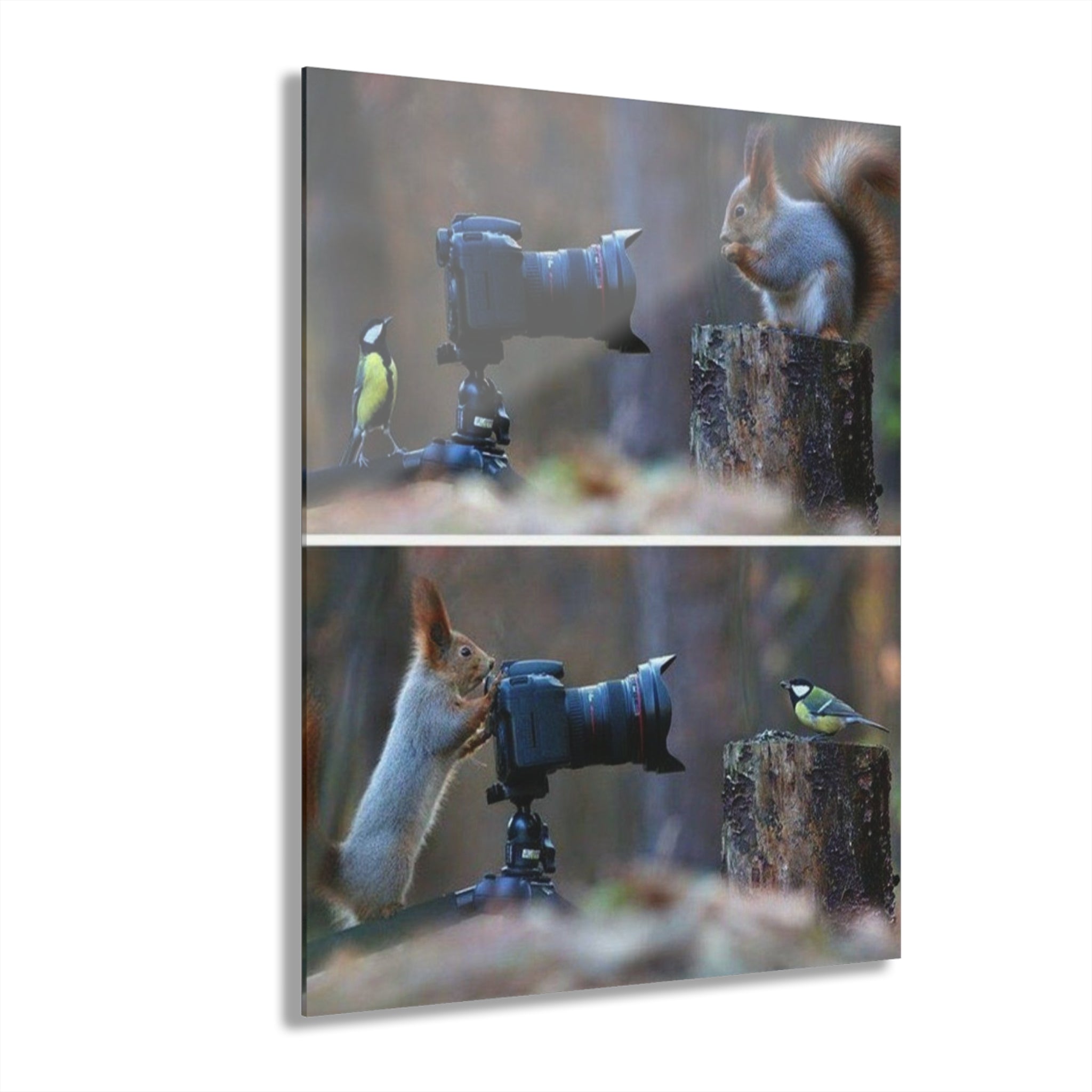 SQUIRRELS AND BIRDS PHOTOGRAPHING EACH OTHER