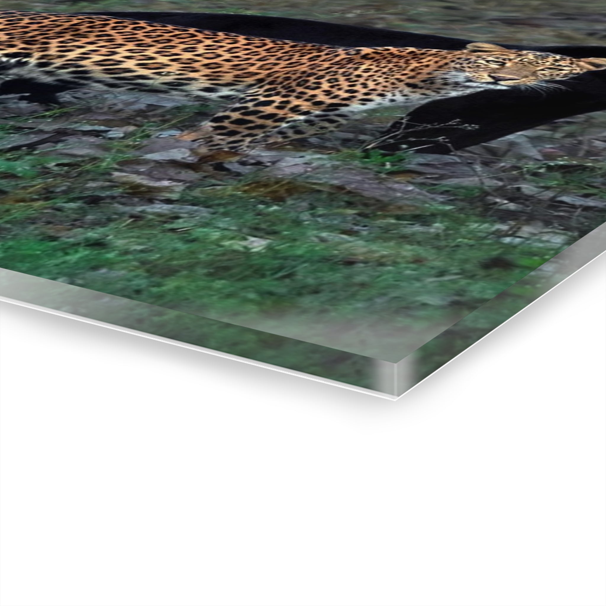 LEOPARD WITH IT BLACK PANTHER 'SHADOW'