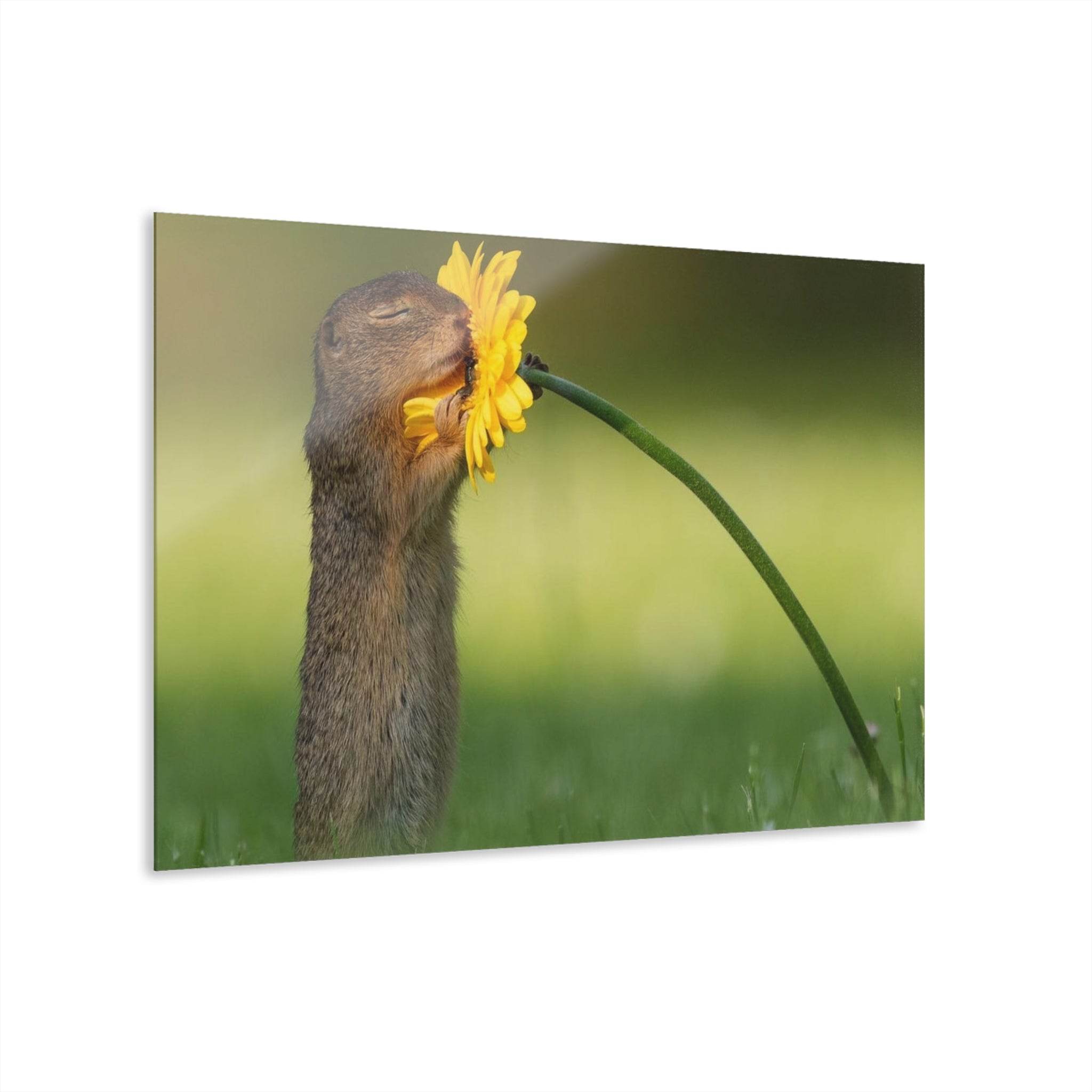A SQUIRREL SNIFFING A YELLOW DAISY - LE GALLERIA