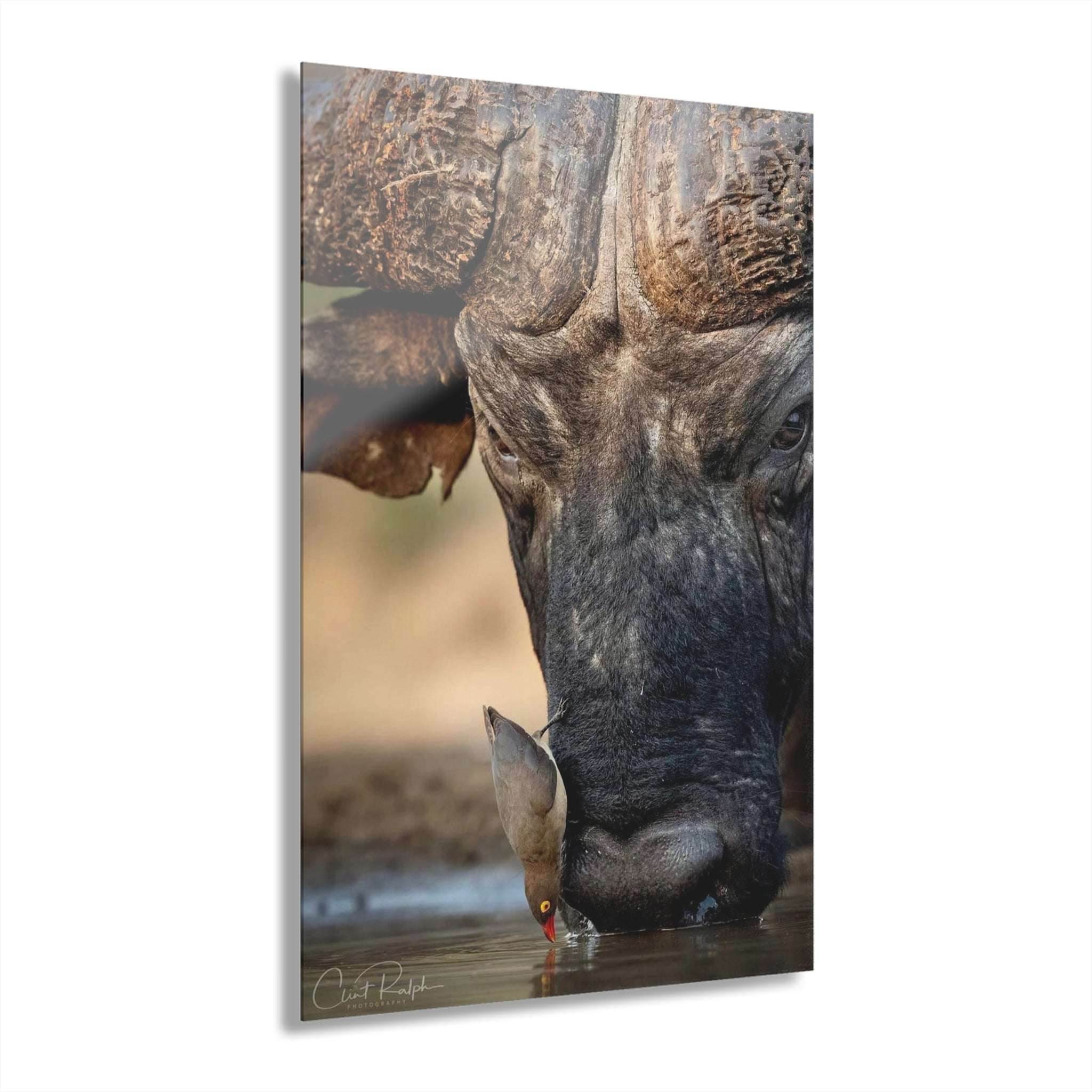 THE AFRICAN BUFALLO AND THE RED-BILLED OXPECKER DRINKING TOGETHER - LE GALLERIA