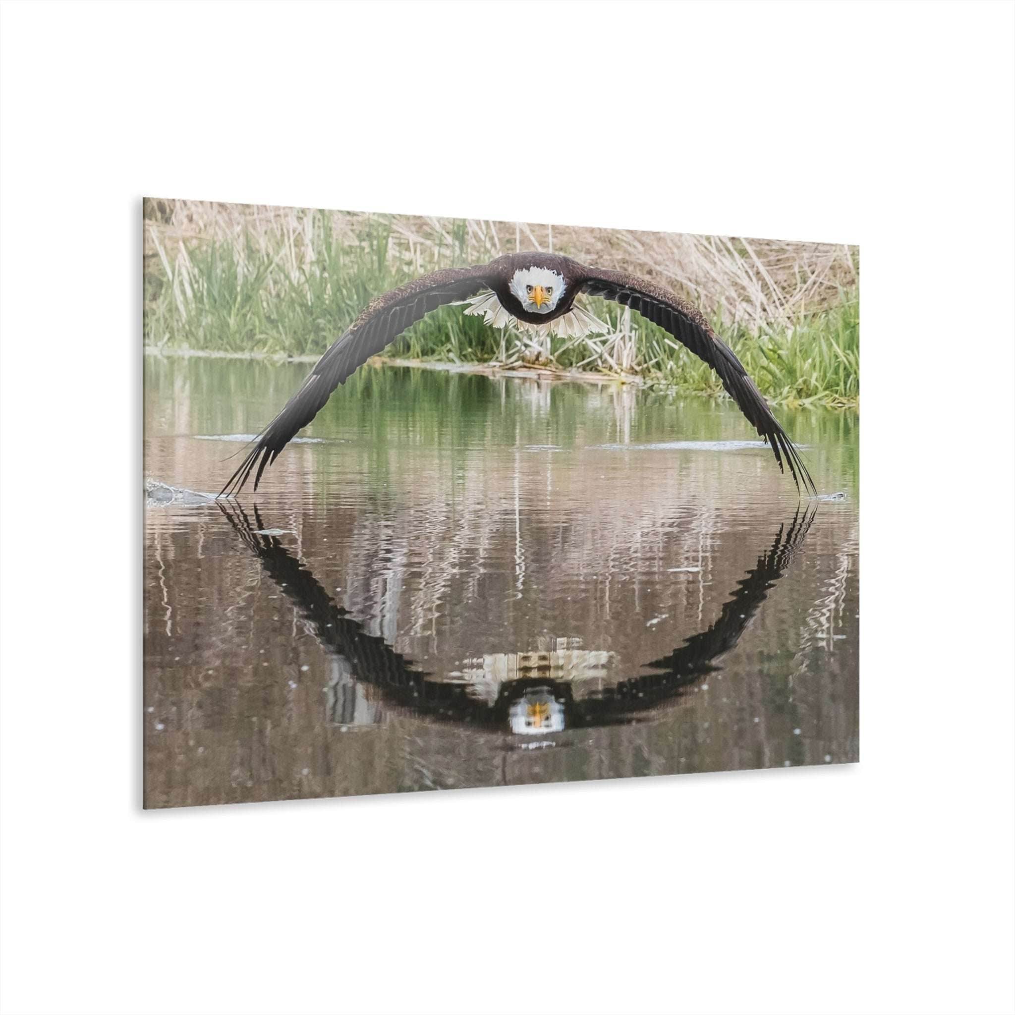 BRUCE THE BALD EAGLE - LE GALLERIA