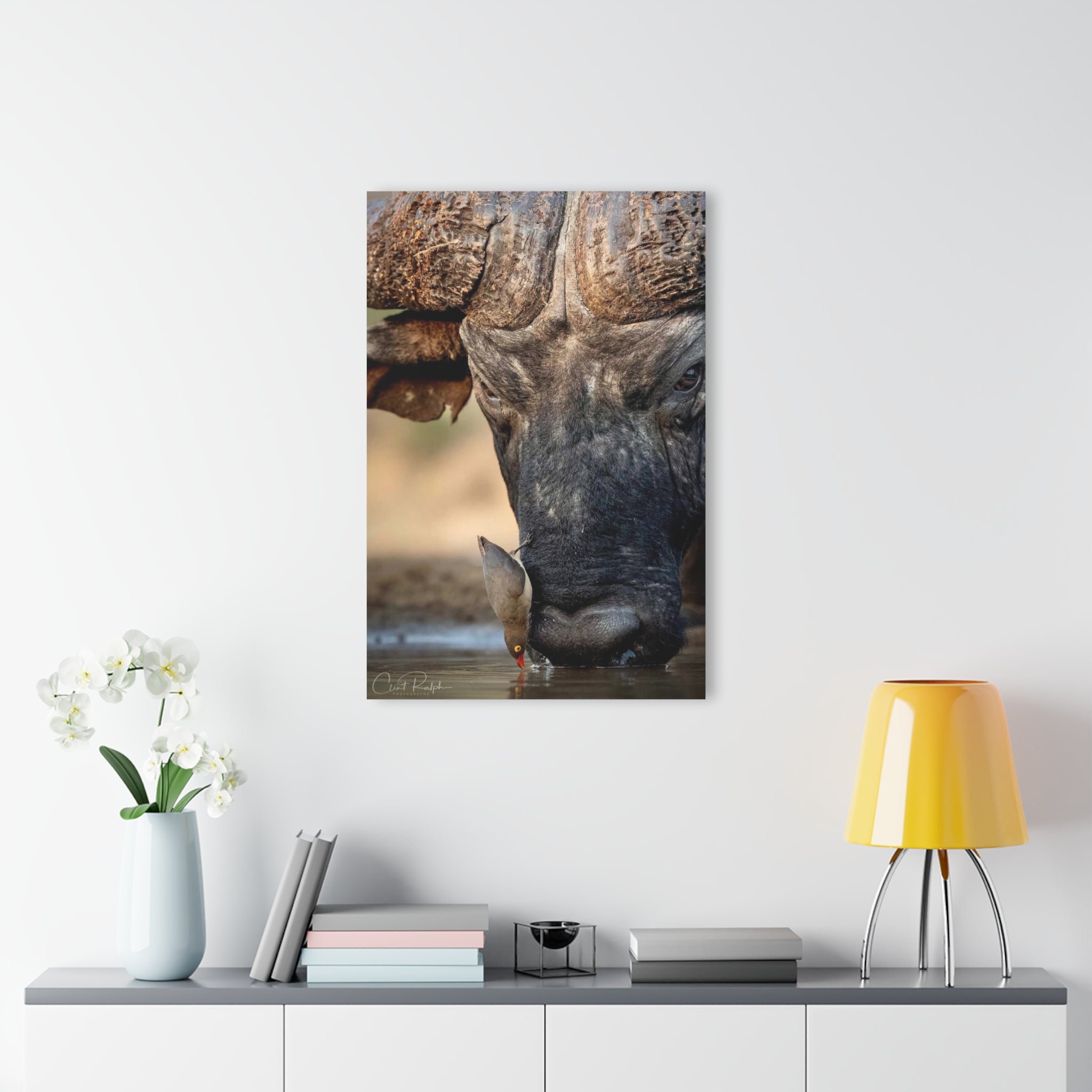 THE AFRICAN BUFALLO AND THE RED-BILLED OXPECKER DRINKING TOGETHER