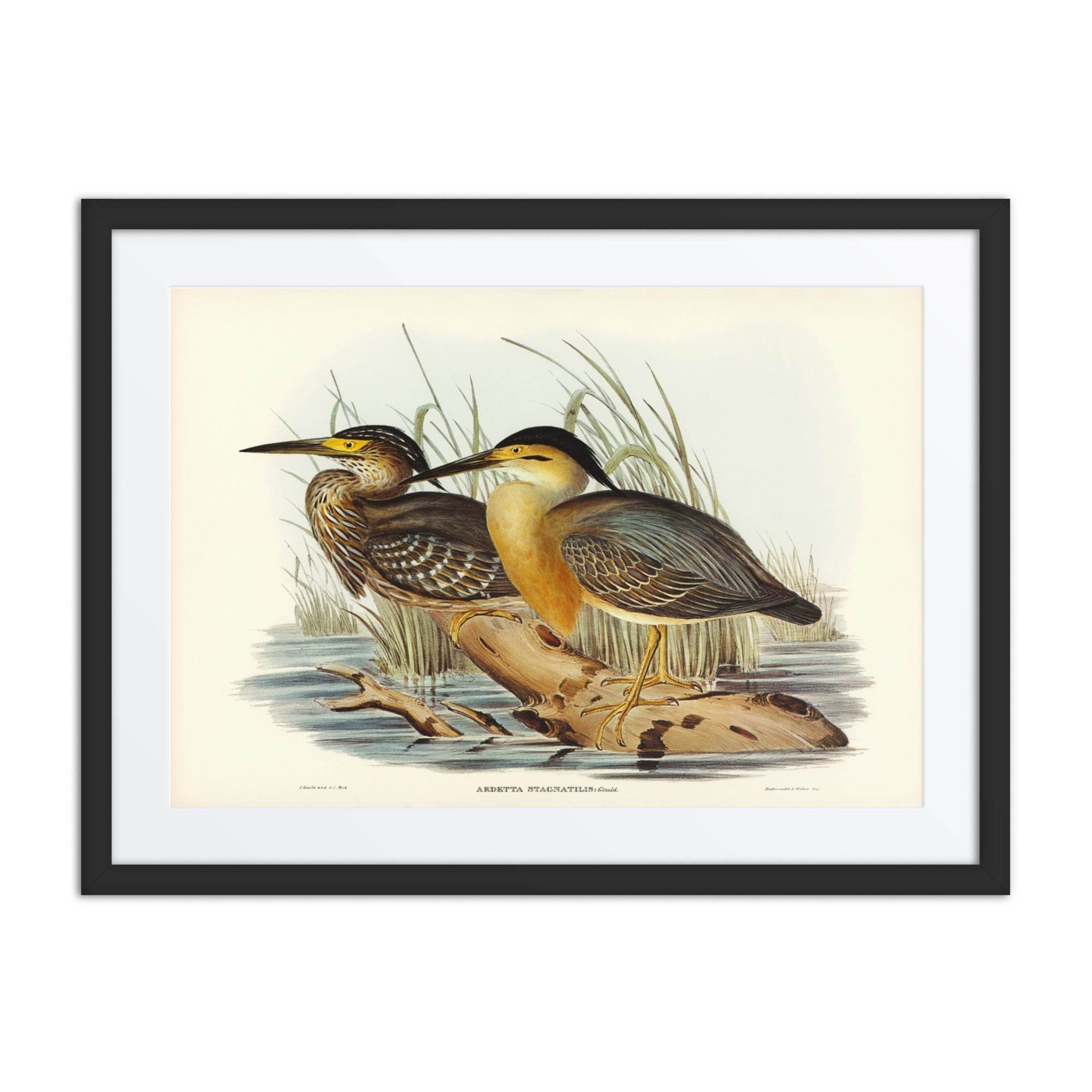 LITTLE BITTEN-ARDETTA - LE GALLERIA