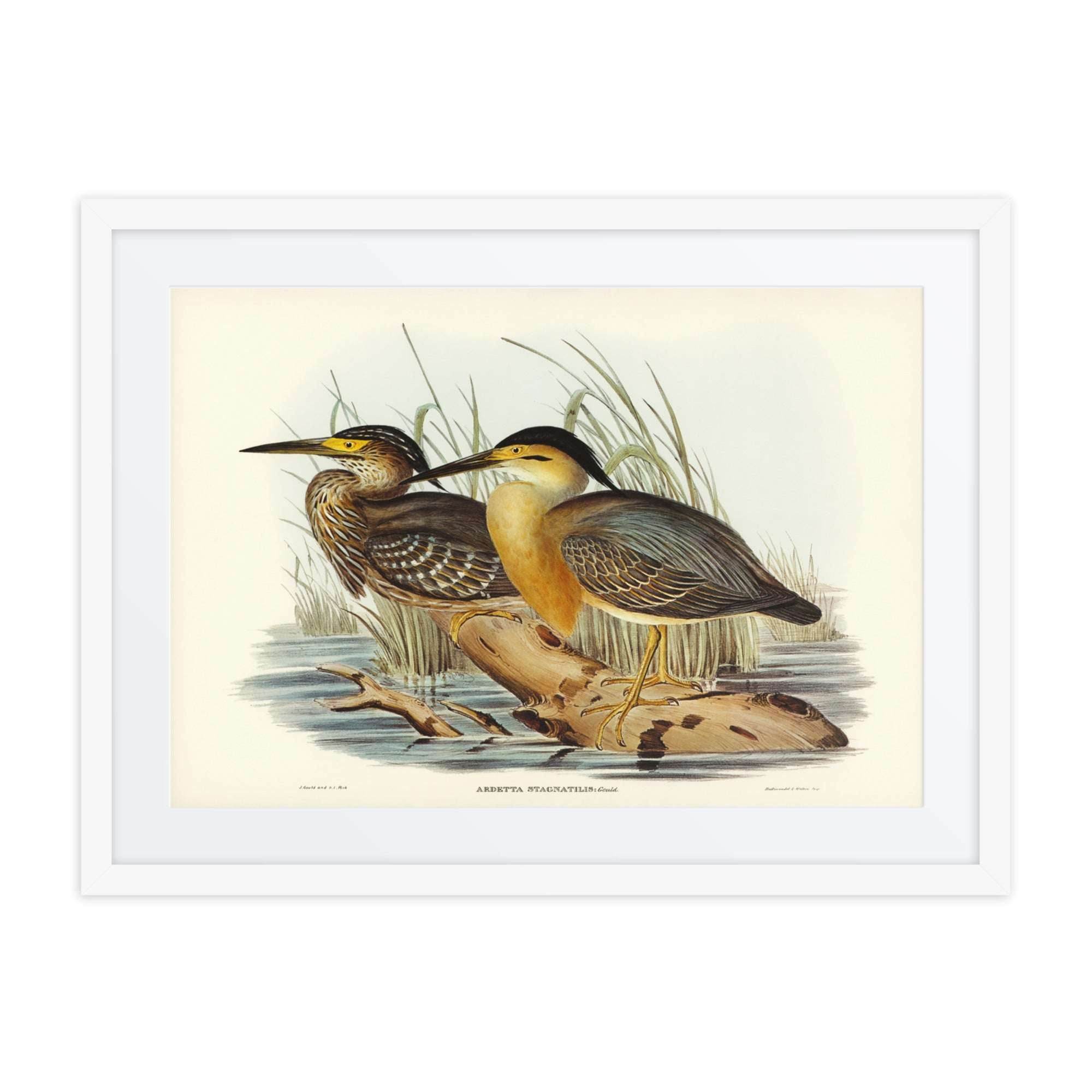 LITTLE BITTEN-ARDETTA - LE GALLERIA